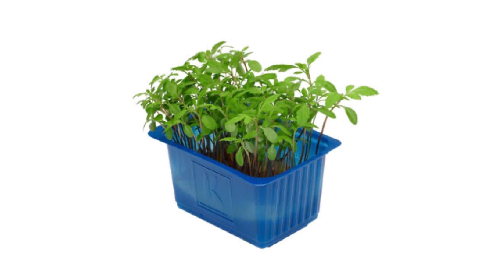 Accla Cress kist a 9 stuks - Koppert Cress, Monster