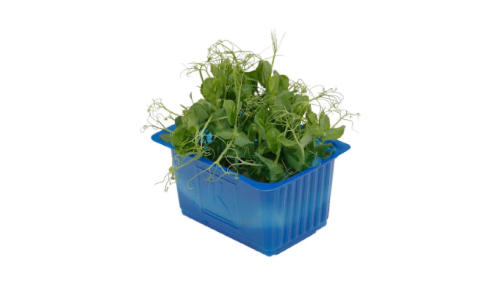Affila Cress kist a 9 stuks - Koppert Cress, Monster