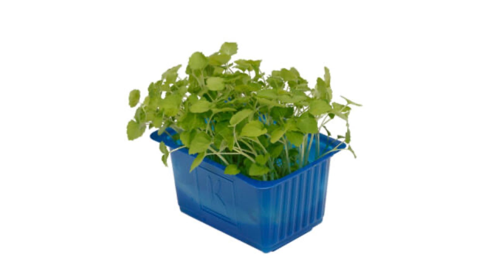 Atsina Cress kist a 9 stuks - Koppert Cress, Monster