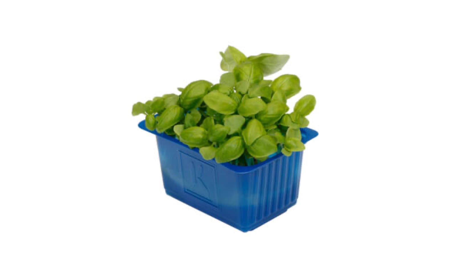 Basil Cress kist a 9 stuks - Koppert Cress, Monster