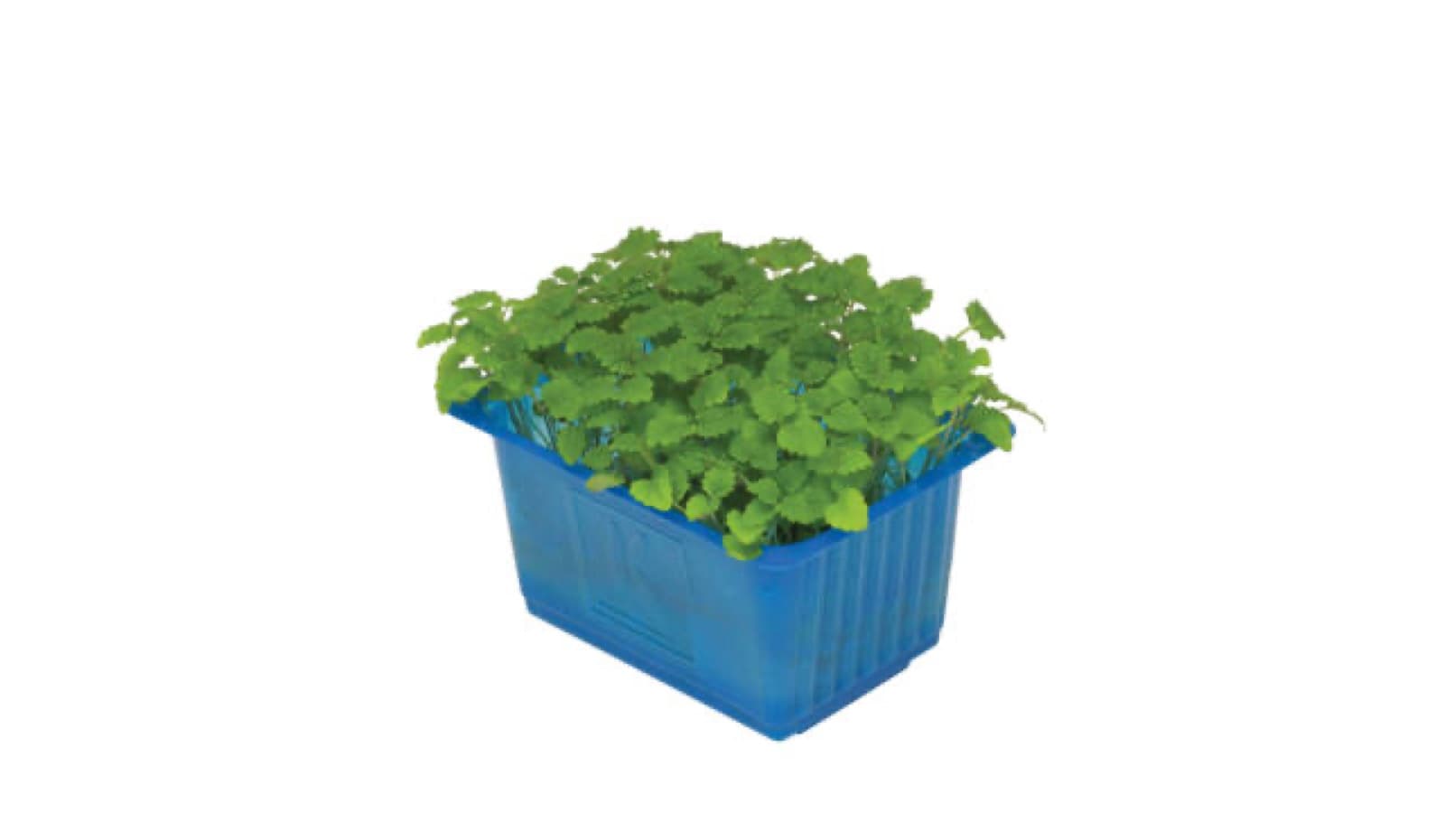 Melissa Cress kist a 9st - Koppert Cress, Monster