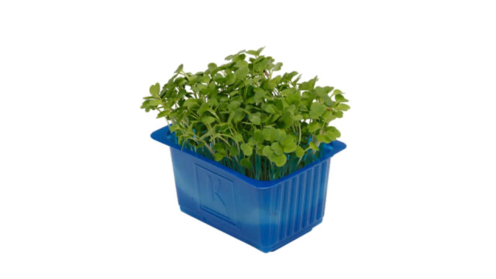 Rucola Cress kist a 9 stuks - Koppert Cress, Monster