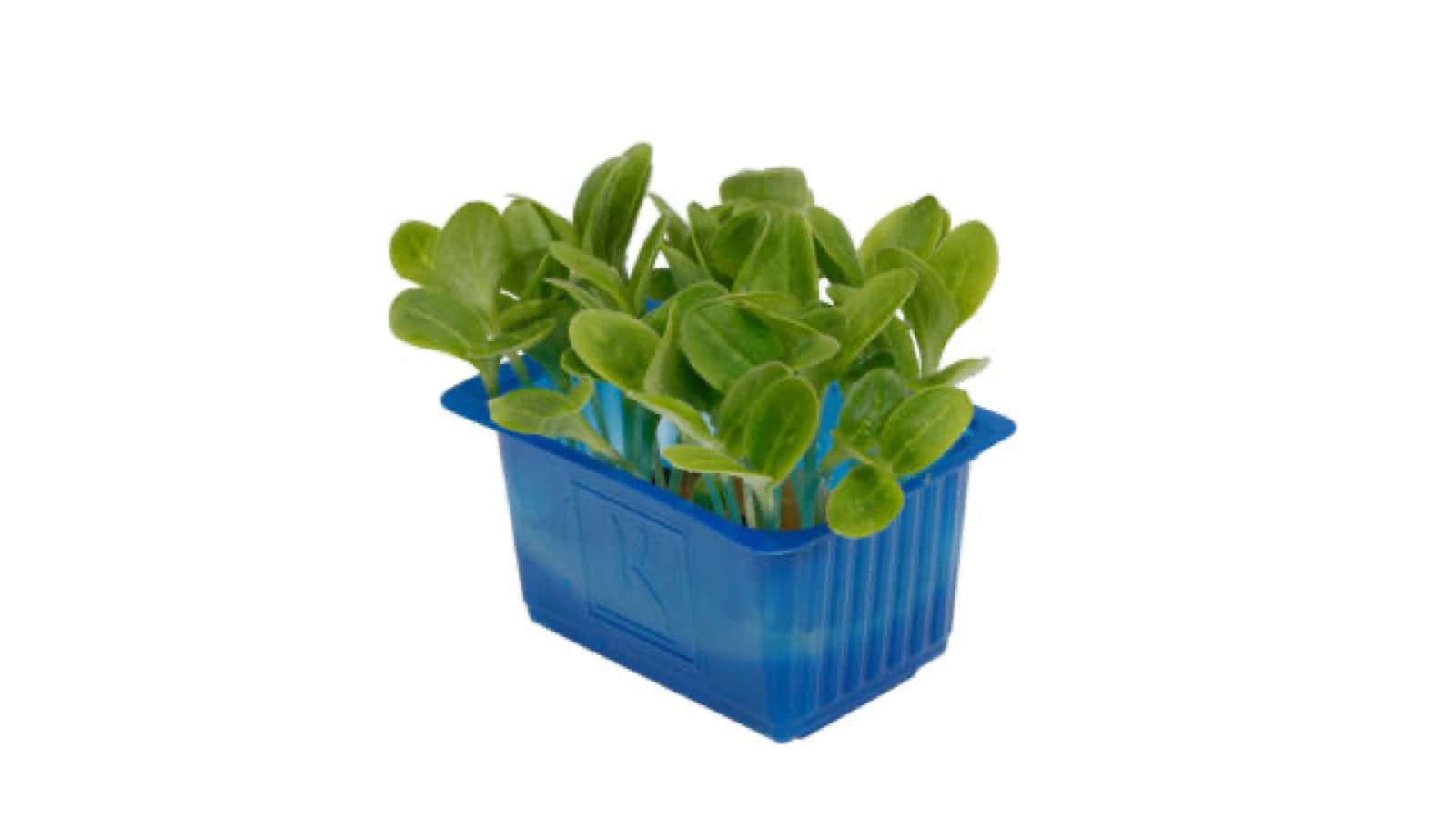 Borage cress kist a 9 stuks - Koppert Cress, Monster