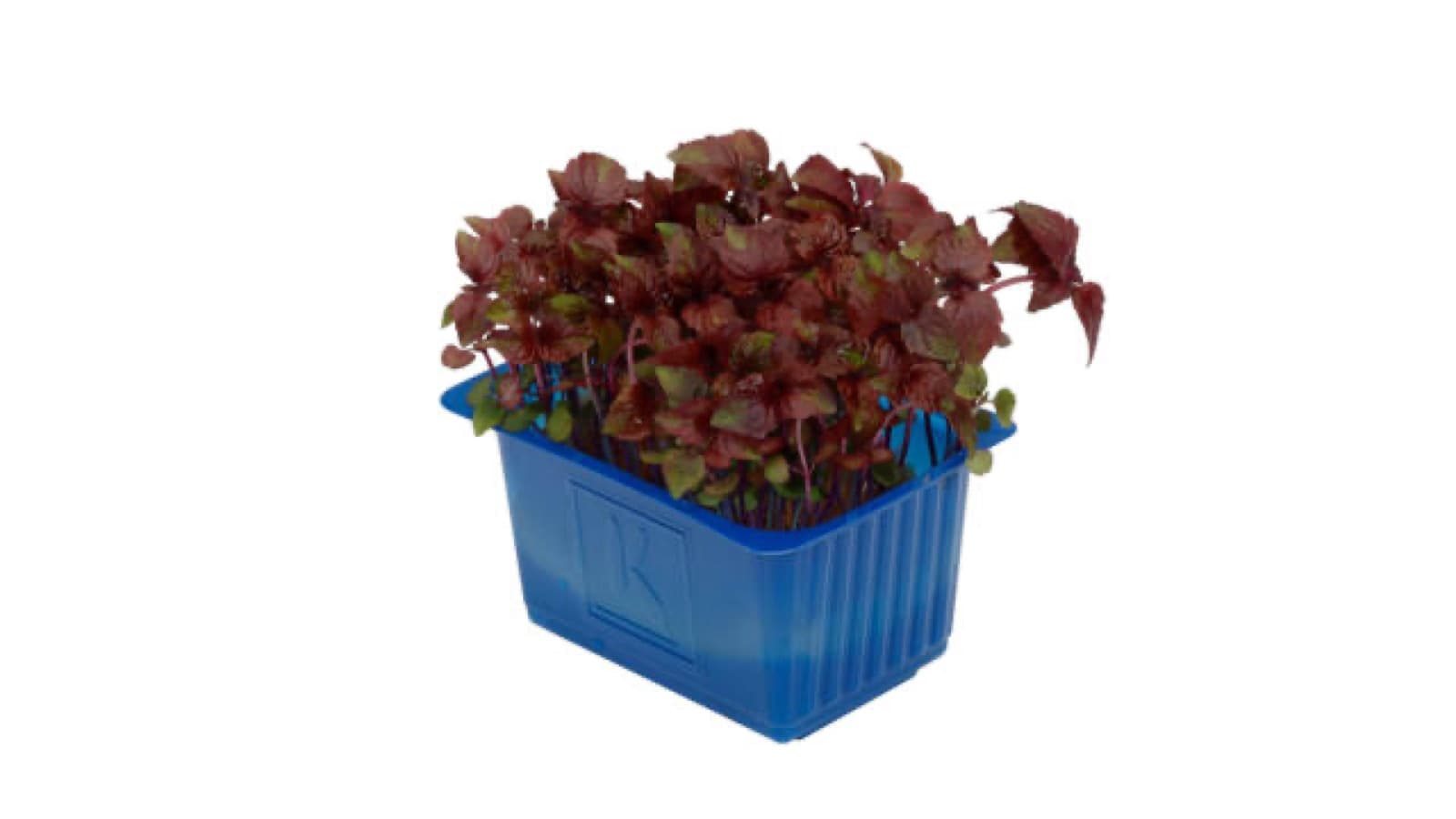 Shiso rood kist a 9 stuks - Koppert Cress, Monster