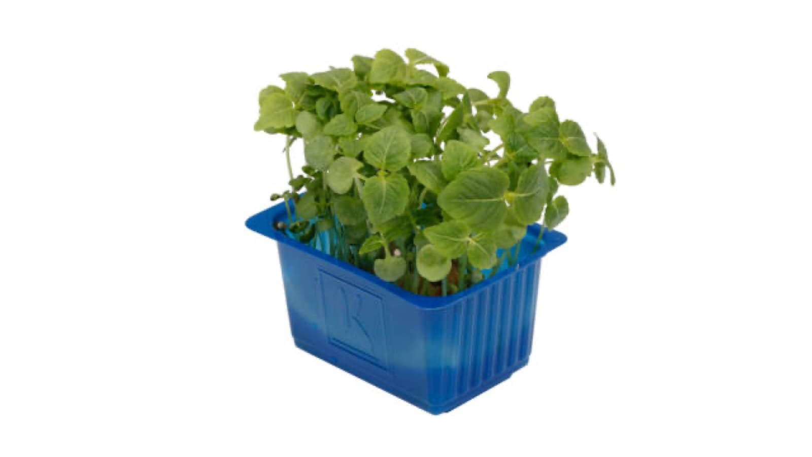 Shiso groen kist a 9 stuks - Koppert Cress, Monster