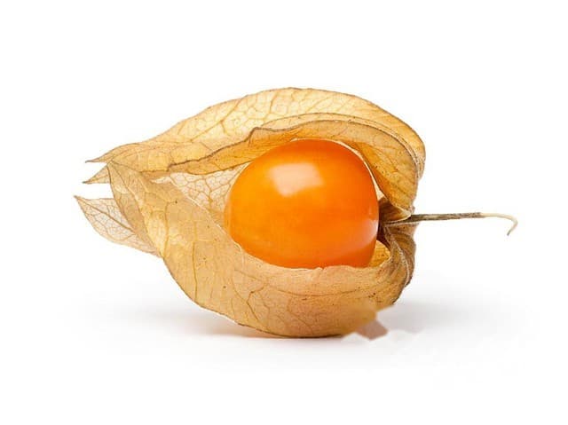 Physalis (goudbes) - CO