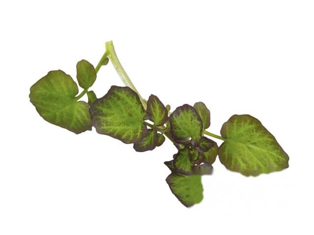 Hippo Tops - Koppert Cress, Monster