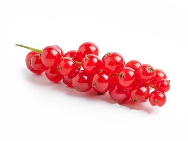 Bessen aalbessen rood