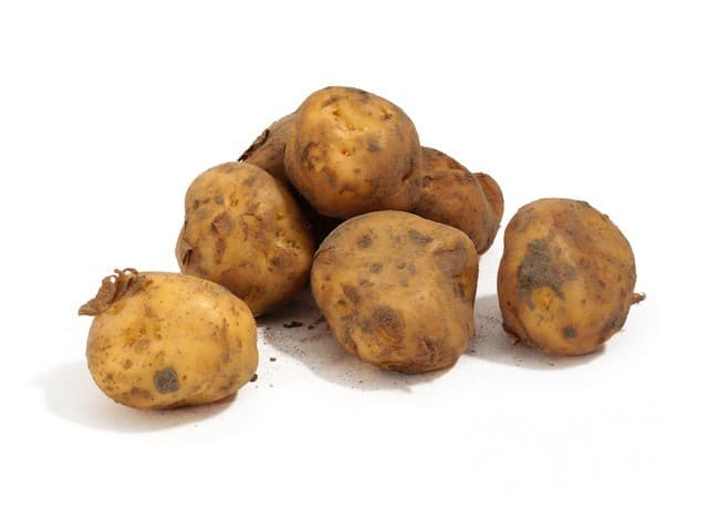Opperdoezer Ronde kriel aardappel - Cees, Opperdoes