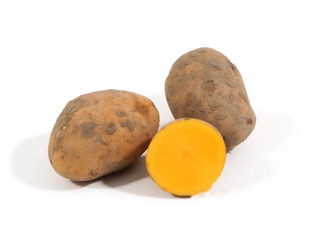 Oer aardappel 'Andean sun' - Bayard, Frankrijk