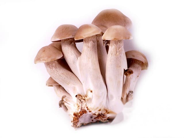 Bundelzwammen bruin 150gr - CN