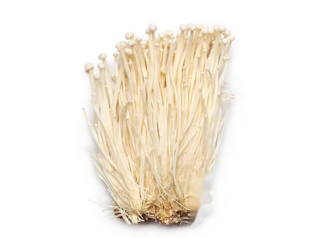 Enoki wit - CN