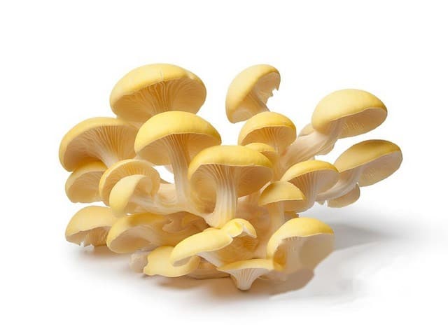 Oesterzwammen geel per 500 gram - Bolettus, Zundert