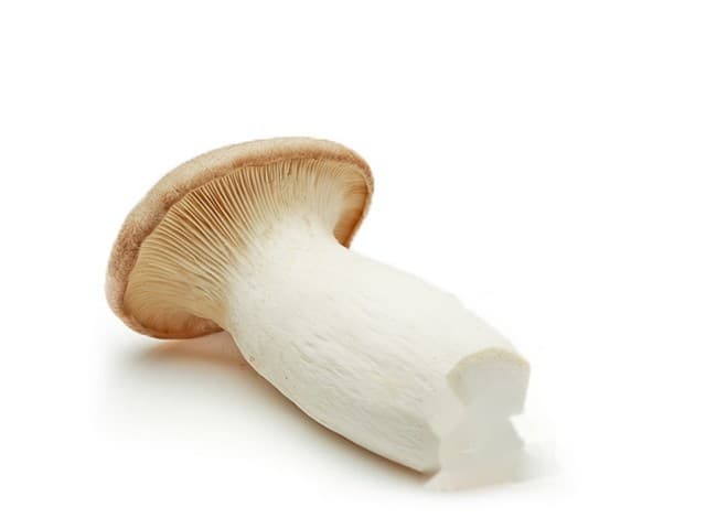 King oyster mushroom ´Eryngii´ - Duitsland