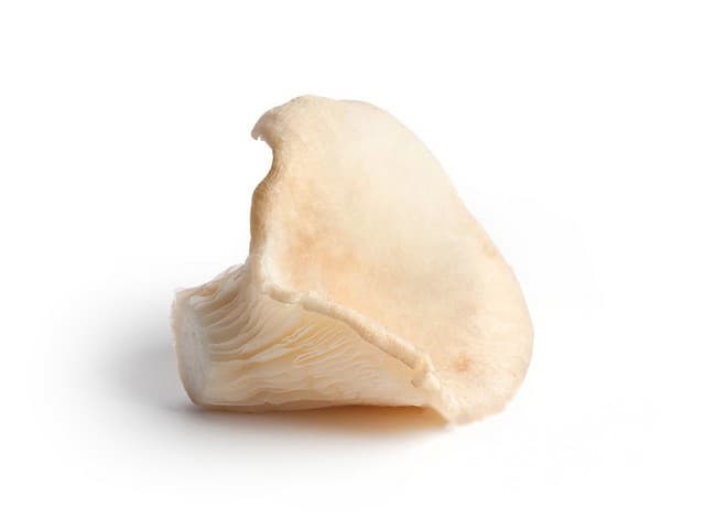 Oesterzwammen per 250 gram - Polen