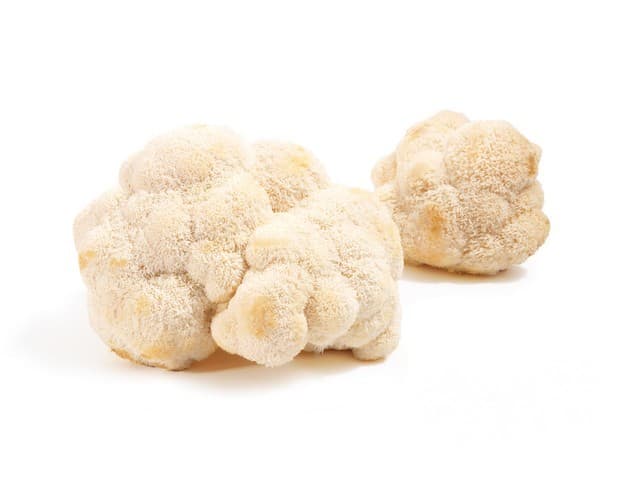 Pom pom blanc (lions mane) mushroom - Bolettus Farm, Zundert