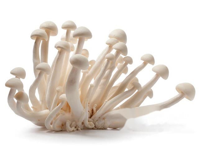 Bundelzwammen wit 150gr - CN