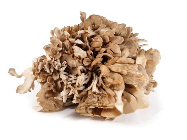 Maitake paddenstoel - CN