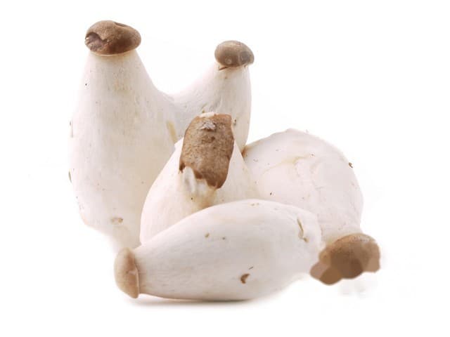 King oyster mushroom mini - KR
