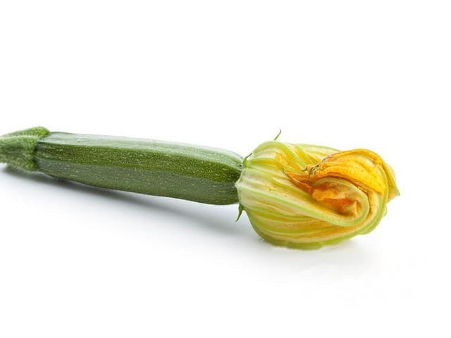 Fleur de courgette - Nederland