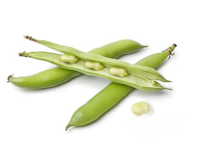 Tuinbonen - Spanje