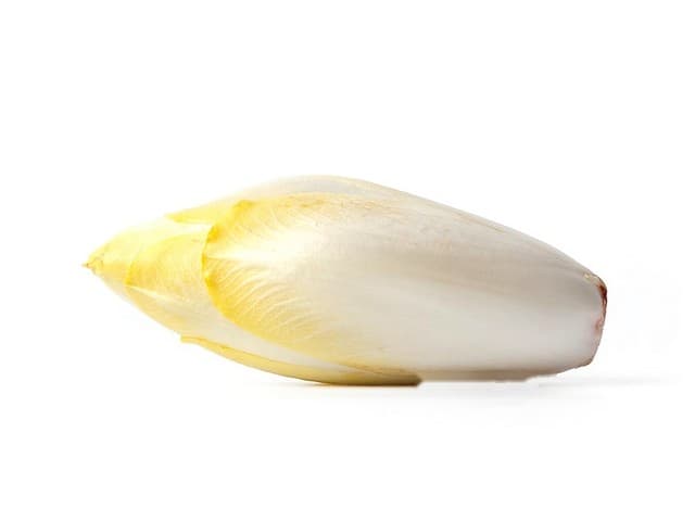 Witlof fijn - België