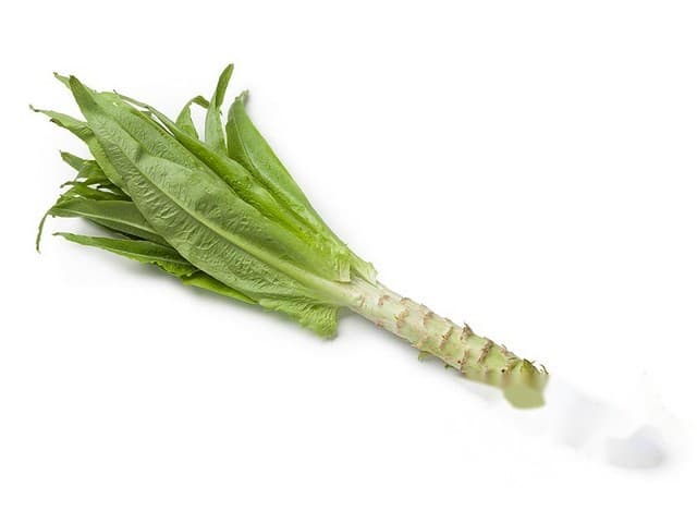 Aspergesla / celtuse - Spanje