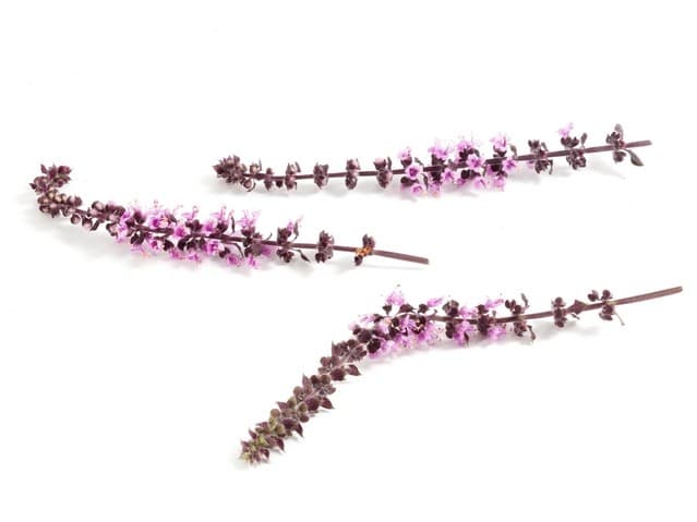 Zalotti Blossom - Koppert Cress, Monster
