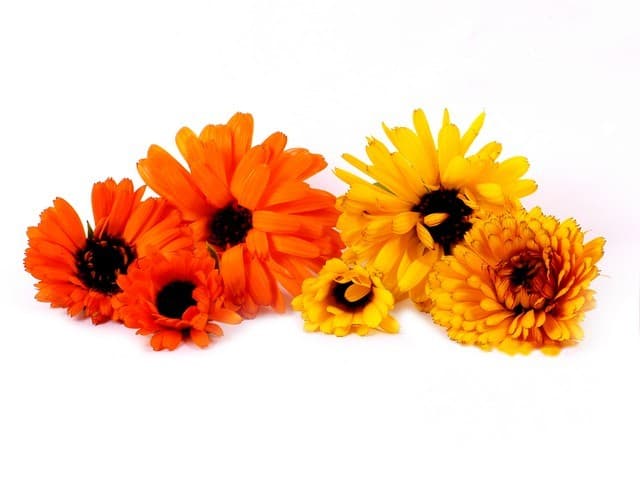 Goudsbloemen - Nederland