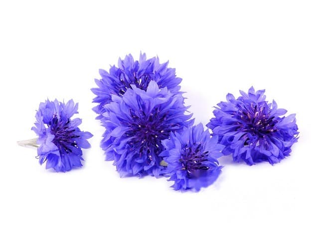 Korenbloemen - Nederland
