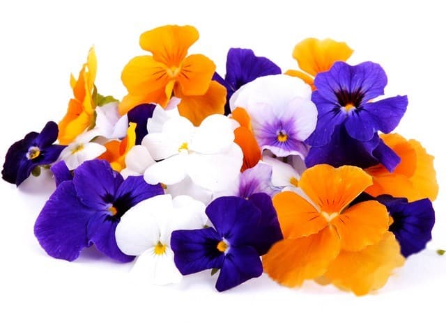 Violen mix - Nederland