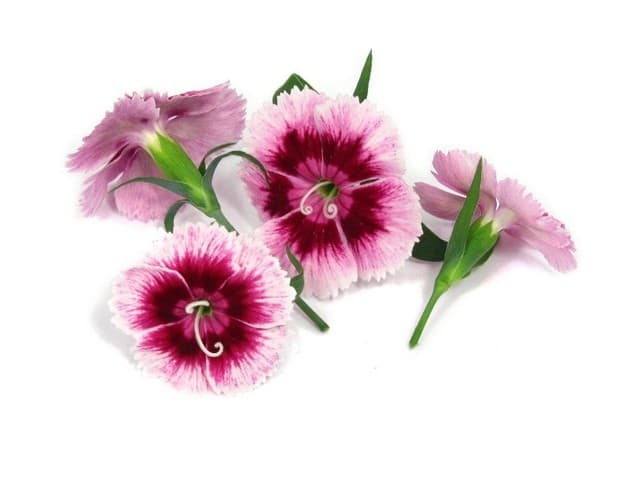 Diantus bloemen paars/wit - PUURgroenten, Middenmeer