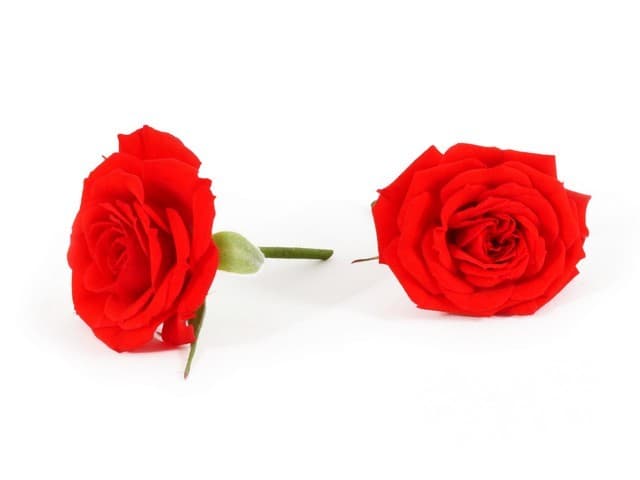 Rozen rood per schaal - Nederland