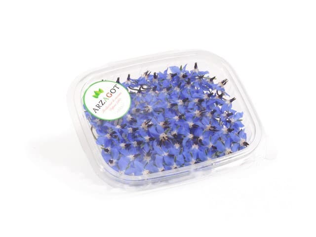 Borage bloemen blauw - Nederland