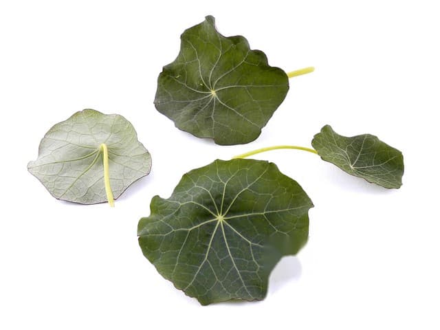 Oost Indische kersblad - Wim Bijma, Amsterdam
