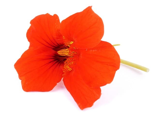 Oost Indische Kers bloemen - PUURgroenten, Middenmeer