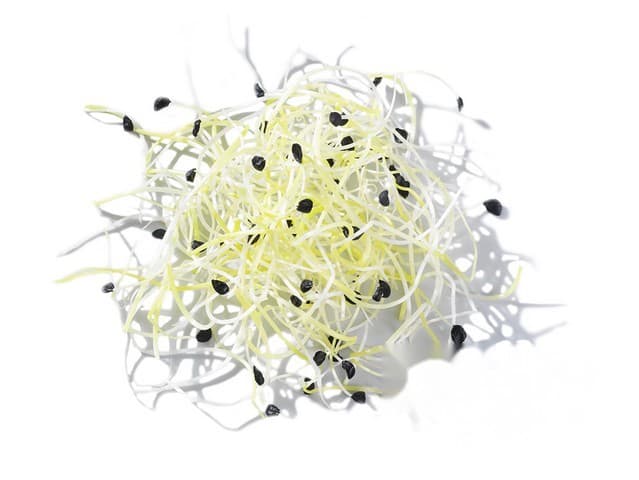 Prei kiemen - Nederland
