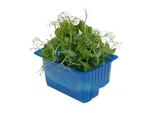 Affila Cress- Koppert Cress, Monster