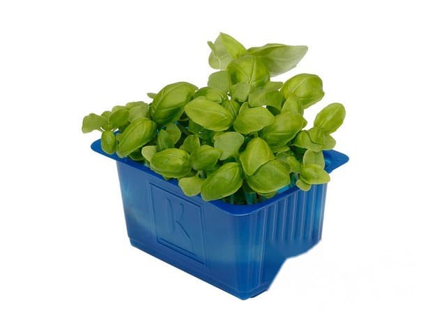 Basil Cress - Koppert Cress, Monster