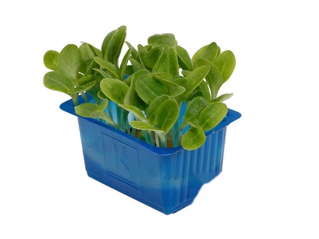 Borage Cress- Koppert Cress, Monster