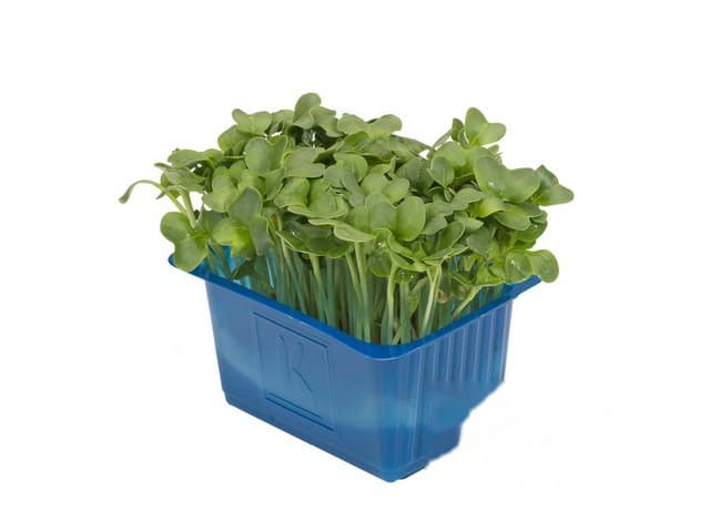 Daikon Cress- Koppert Cress, Monster