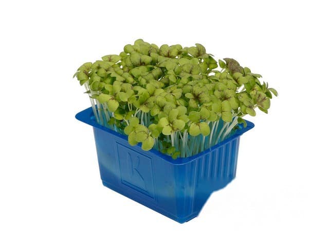 Musterd Cress- Koppert Cress, Monster