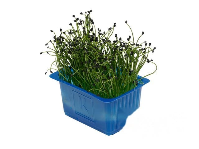 Rock Chives - Koppert Cress, Monster