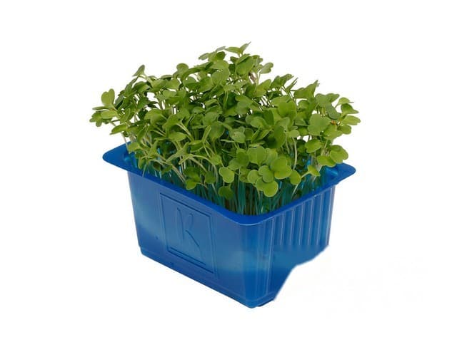 Rucola Cress- Koppert Cress, Monster