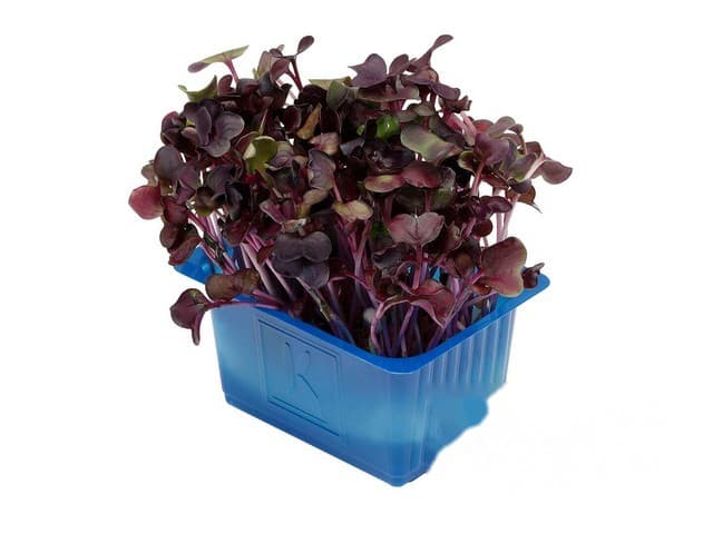 Sakura Cress- Koppert Cress, Monster