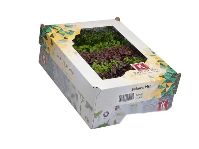 Sakura mix cress doos a 18 stuks - Koppert Cress, Monster