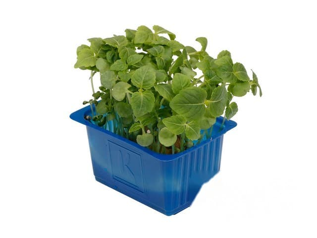 Shiso Groen Cress- Koppert Cress, Monster