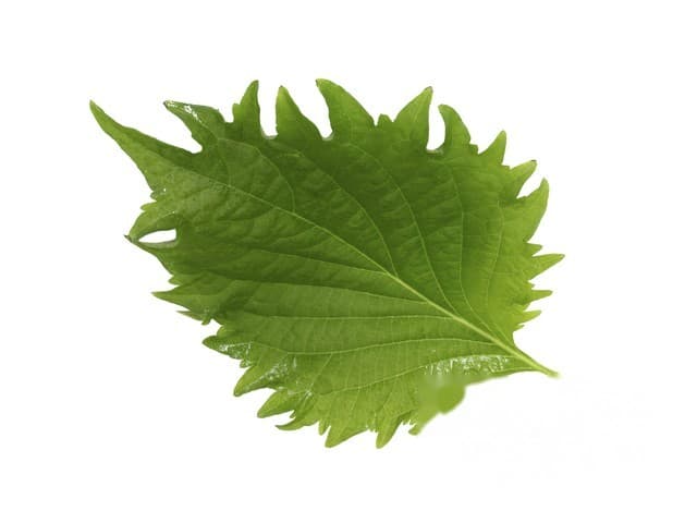 Shiso Groen Leaves - Koppert Cress, Monster