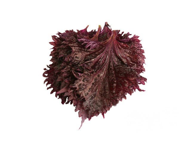Shiso Rood Leaves - Koppert Cress, Monster