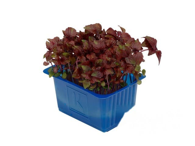 Shiso Rood Cress- Koppert Cress, Monster